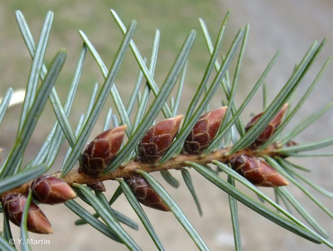 <i>Pseudotsuga menziesii</i> (Mirb.) Franco, 1950 &copy; null