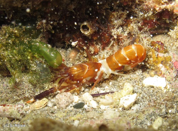 <i>Axiopsis serratifrons</i> (A. Milne-Edwards, 1873) &copy; S. Ribes