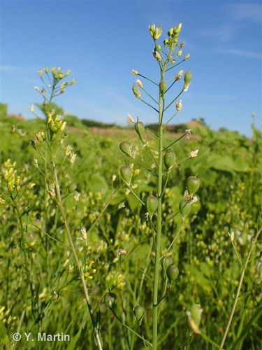 <i>Camelina sativa</i> (L.) Crantz, 1762 &copy; null