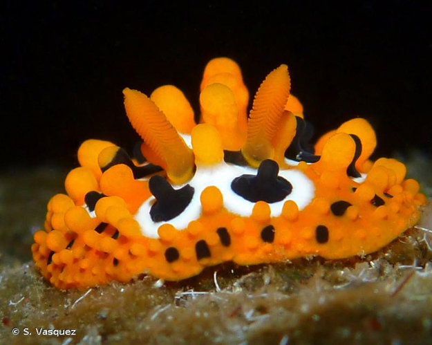 <i>Phyllidia ocellata</i> Cuvier, 1804 &copy; S. Vasquez
