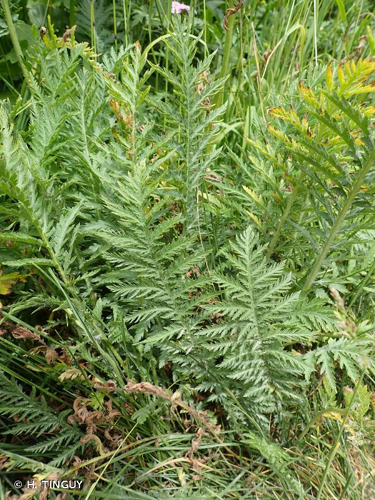 <i>Achillea distans </i>subsp.<i> tanacetifolia</i> (All.) Janch., 1942 &copy; H. TINGUY