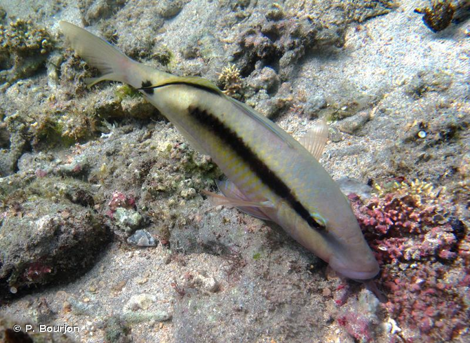 <i>Parupeneus macronemus</i> (Lacepède, 1801) &copy; P. Bourjon