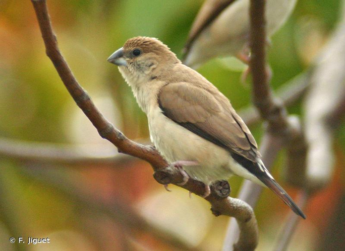 <i>Lonchura malabarica</i> (Linnaeus, 1758) &copy; F. Jiguet