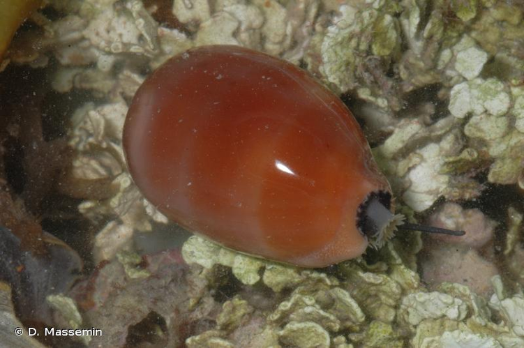 <i>Lyncina carneola</i> (Linnaeus, 1758) &copy; D. Massemin