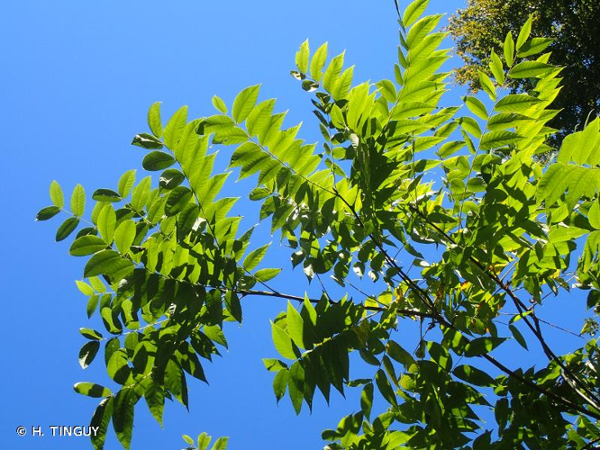 <i>Juglans nigra</i> L., 1753 &copy; H. TINGUY