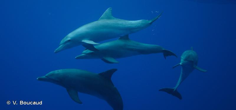 <i>Tursiops aduncus</i> (Ehrenberg, 1832) &copy; V. Boucaud