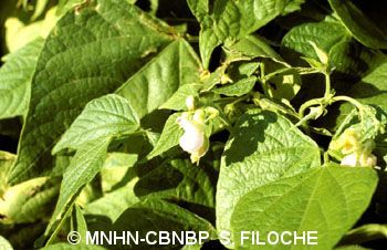 <i>Phaseolus vulgaris</i> L., 1753 &copy; MNHN-CBNBP S. Filoche