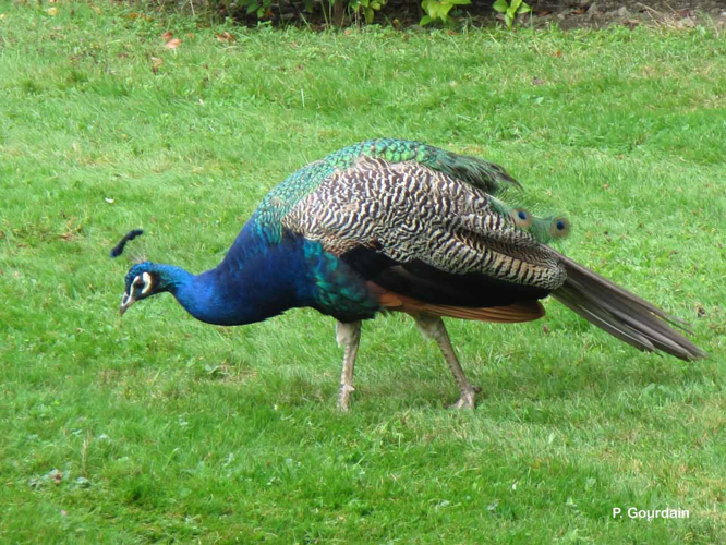 <i>Pavo cristatus</i> Linnaeus, 1758 &copy; P. Gourdain