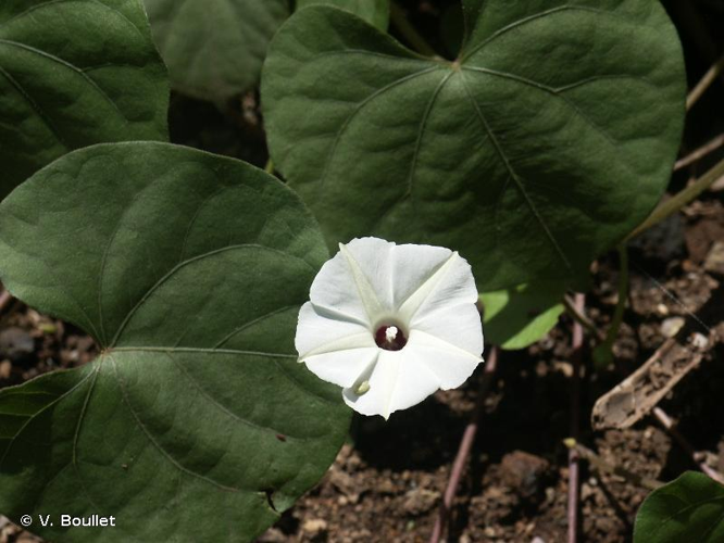 <i>Ipomoea obscura</i> (L.) Ker Gawl., 1817 &copy; V. Boullet