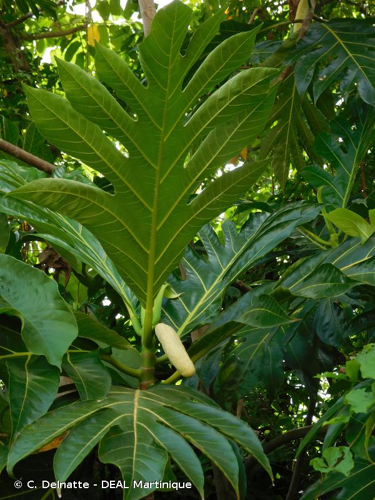 <i>Artocarpus altilis</i> (Parkinson) Fosberg, 1941 &copy; C. Delnatte - DEAL Martinique