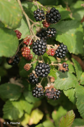 <i>Rubus fruticosus</i> L., 1753 &copy; S. Filoche