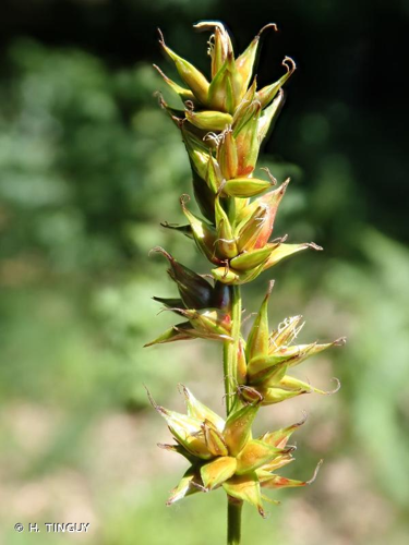 <i>Carex spicata</i> Huds., 1762 &copy; H. TINGUY