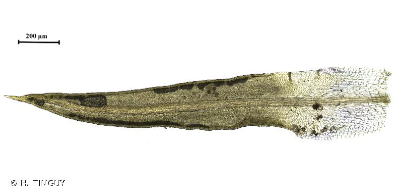 <i>Weissia controversa</i> Hedw., 1801 &copy; H. TINGUY