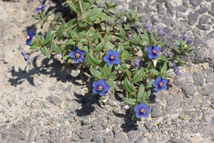 <i>Anagallis foemina</i> Mill., 1768 &copy; P. Gourdain