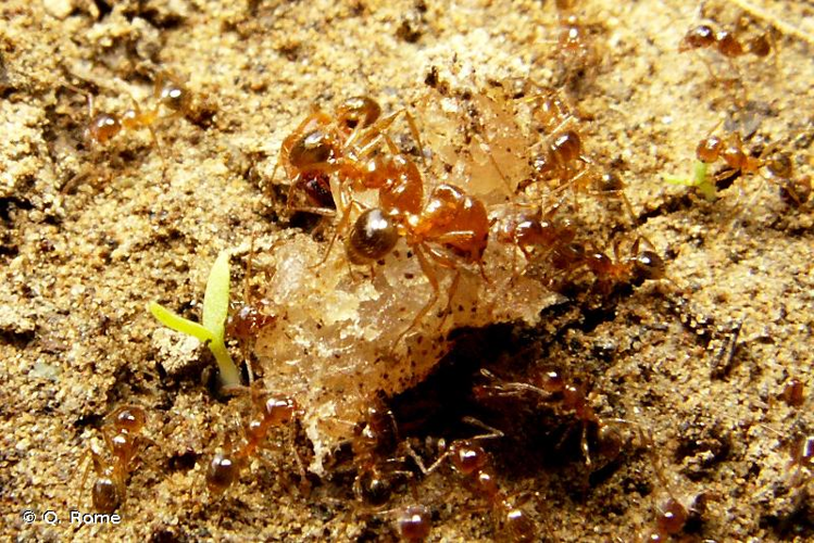 <i>Pheidole pallidula</i> (Nylander, 1849) &copy; Q. Rome