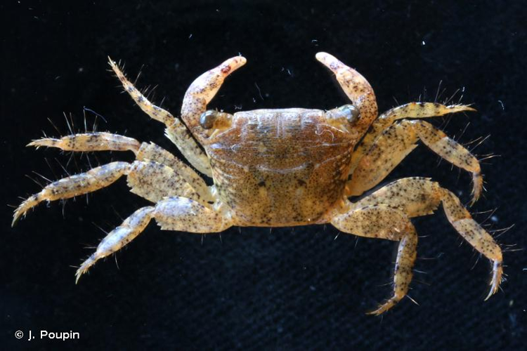 <i>Metopograpsus thukuhar</i> (Owen, 1839) &copy; J. Poupin