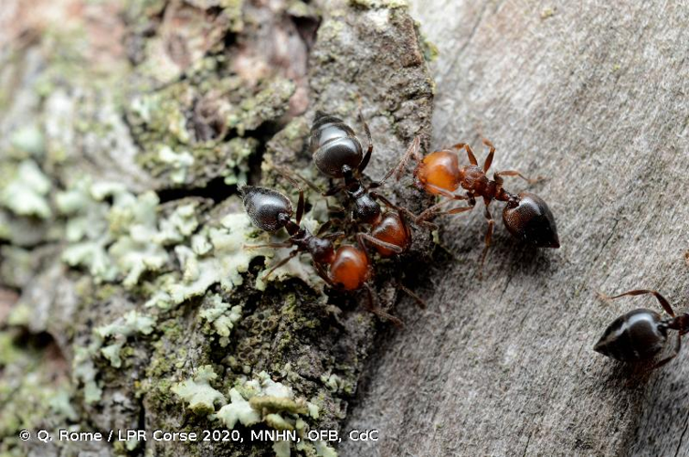 <i>Crematogaster scutellaris</i> (Olivier, 1792) &copy; Q. Rome / LPR Corse 2020, MNHN, OFB, CdC
