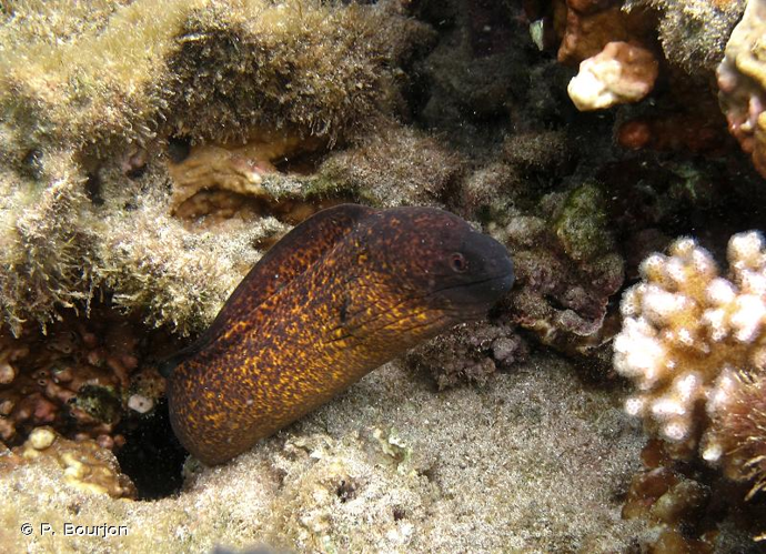 <i>Gymnothorax flavimarginatus</i> (Rüppell, 1830) &copy; P. Bourjon