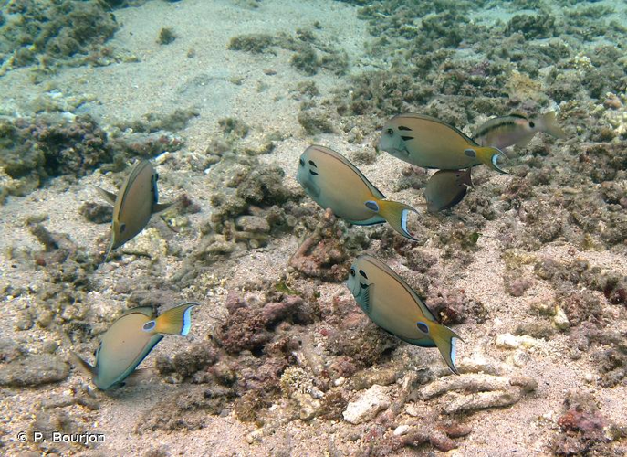 <i>Acanthurus tennentii</i> Günther, 1861 &copy; P. Bourjon
