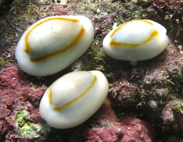 <i>Monetaria annulus</i> (Linnaeus, 1758) &copy; P. Bourjon