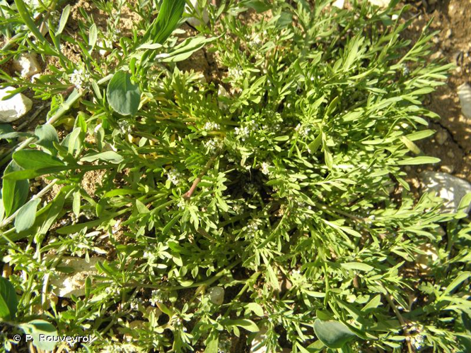 <i>Lepidium didymum</i> L., 1767 &copy; P. Rouveyrol