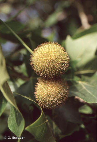 <i>Platanus </i>x<i> hispanica</i> Mill. ex Münchh., 1770 &copy; O. Escuder