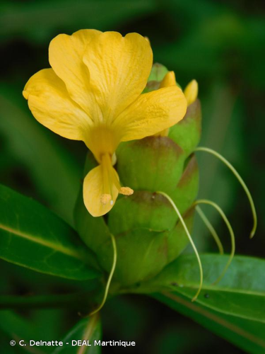 <i>Barleria lupulina</i> Lindl., 1832 &copy; C. Delnatte - DEAL Martinique