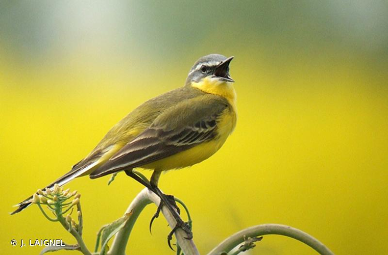 <i>Motacilla flava</i> Linnaeus, 1758 &copy; J. LAIGNEL