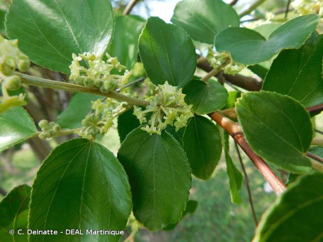 <i>Ziziphus mauritiana</i> Lam., 1789 &copy; C. Delnatte - DEAL Martinique