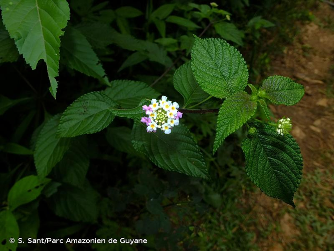 <i>Lantana strigocamara</i> R.W.Sanders, 2006 &copy; S. Sant/Parc Amazonien de Guyane