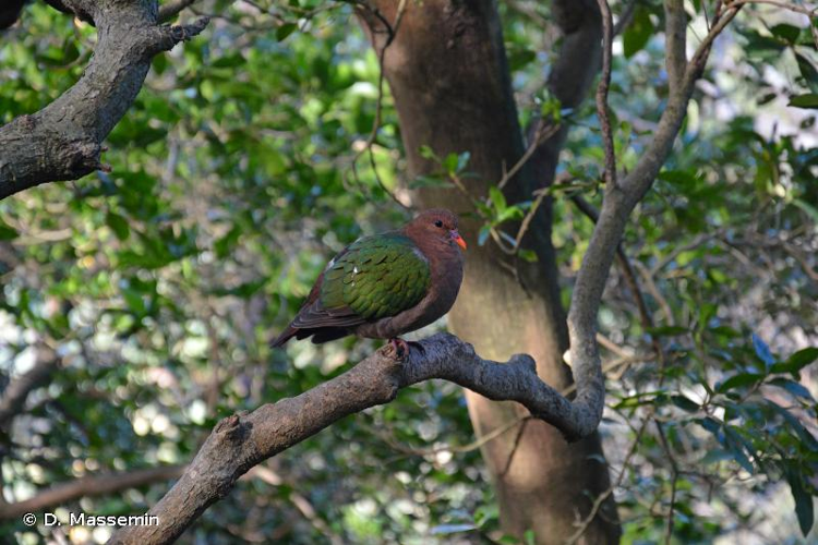 <i>Chalcophaps indica</i> (Linnaeus, 1758) &copy; D. Massemin