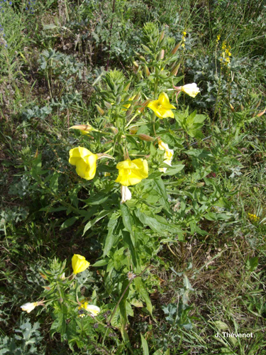 <i>Oenothera glazioviana</i> Micheli, 1875 &copy; J. Thévenot