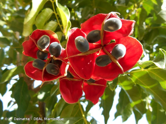 <i>Majidea zanguebarica</i> J.Kirk ex Oliv., 1871 &copy; C. Delnatte - DEAL Martinique