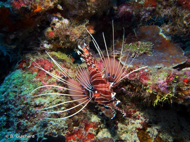 <i>Pterois antennata</i> (Bloch, 1787) &copy; B. Guichard