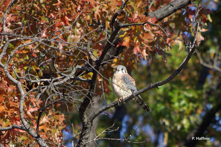 <i>Falco sparverius</i> Linnaeus, 1758 &copy; P. Haffner