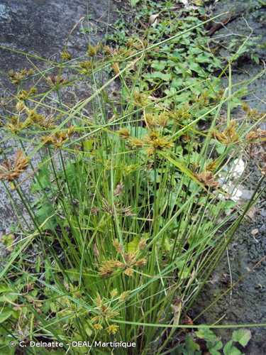 <i>Cyperus polystachyos</i> Rottb., 1772 &copy; C. Delnatte - DEAL Martinique