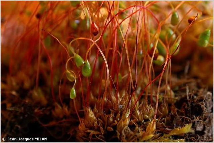 <i>Funaria hygrometrica</i> Hedw., 1801 &copy; J.-J. Milan
