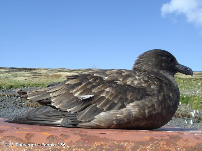 <i>Stercorarius skua</i> (Brünnich, 1764) &copy; J. Thevenot - Ecobio 136