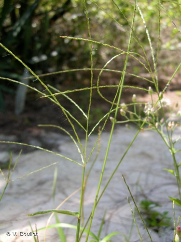 <i>Digitaria horizontalis</i> Willd., 1809 &copy; V. Boullet
