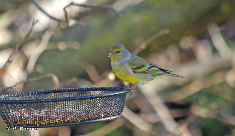 <i>Carduelis citrinella</i> (Pallas, 1764) &copy; V. Roguet