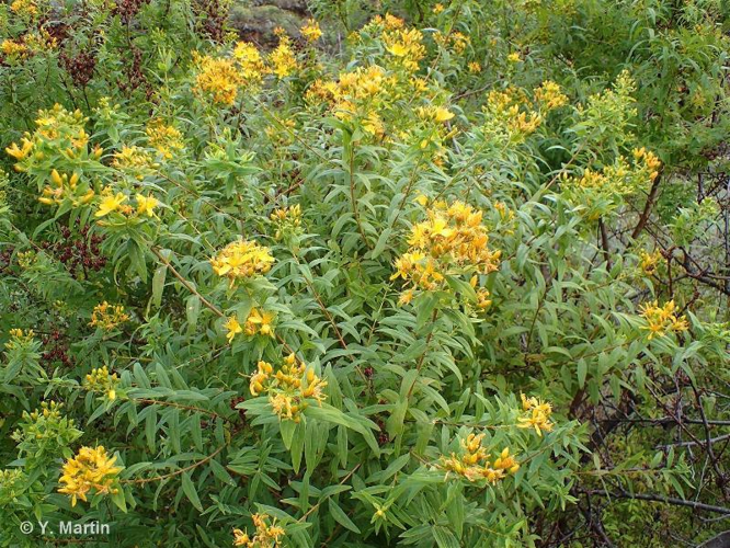 <i>Hypericum canariense</i> L., 1753 &copy; null