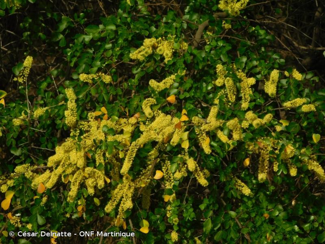 <i>Haematoxylon campechianum</i> L., 1753 [orth. var.] &copy; César Delnatte - ONF Martinique
