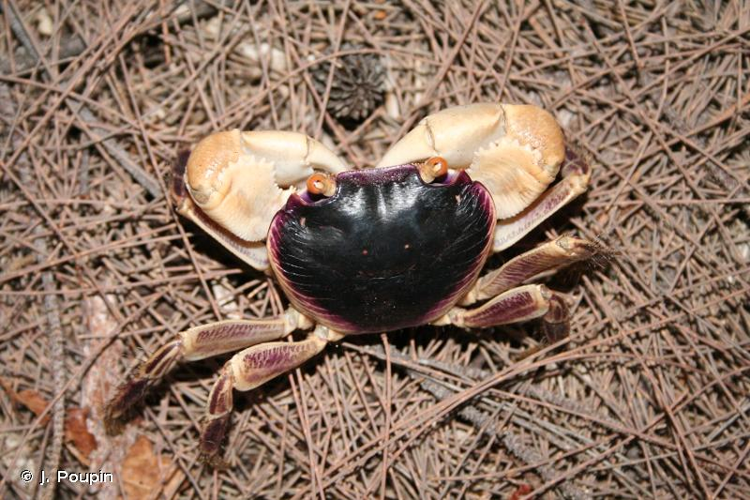 <i>Geograpsus grayi</i> (H. Milne Edwards, 1853) &copy; J. Poupin