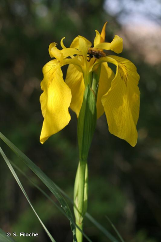 <i>Iris pseudacorus</i> L., 1753 &copy; S. Filoche