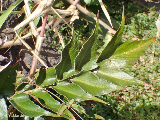 <i>Cyrtomium falcatum</i> (L.f.) C.Presl, 1836 &copy; null