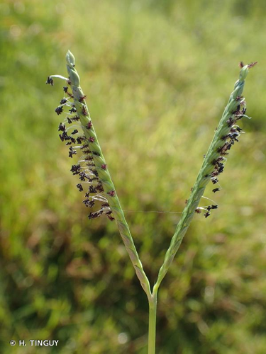 <i>Paspalum distichum</i> L., 1759 &copy; H. TINGUY