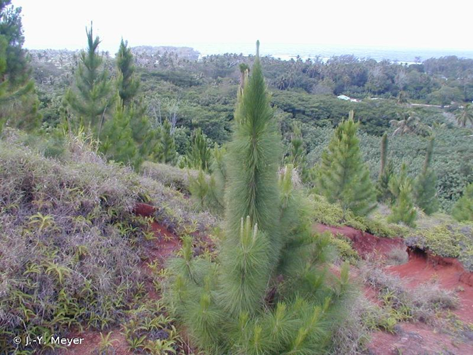 <i>Pinus caribaea</i> Morelet, 1851 &copy; J.-Y. Meyer
