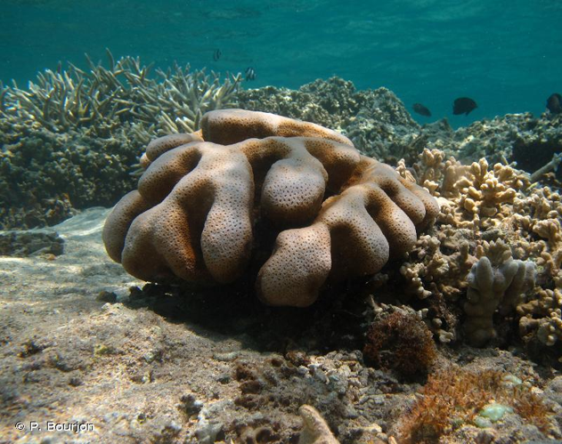 <i>Cyphastrea serailia</i> (Forskål, 1775) &copy; P. Bourjon