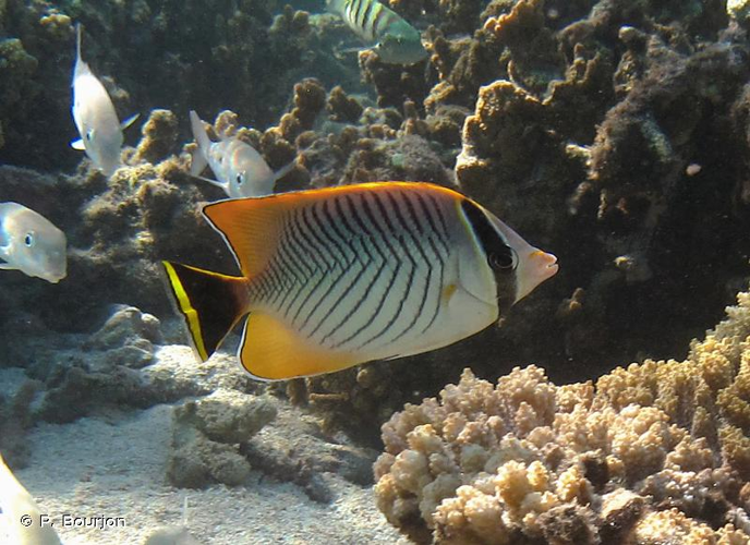 <i>Chaetodon trifascialis</i> Quoy & Gaimard, 1825 &copy; P. Bourjon