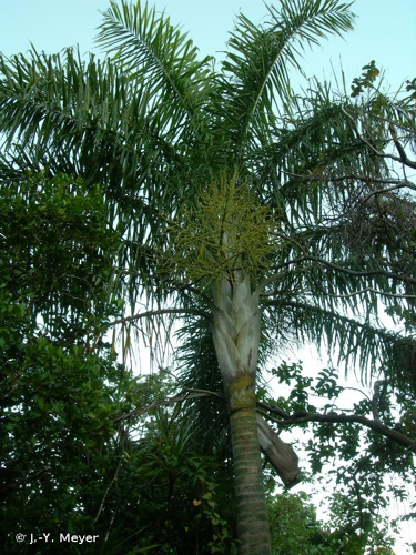 <i>Dypsis madagascariensis</i> (Becc.) Beentje & J.Dransf., 1995 &copy; J.-Y. Meyer